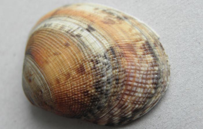 Tapes philippinarum?